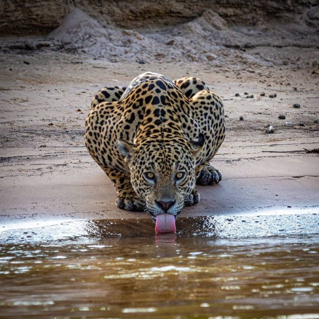 onça pintada
