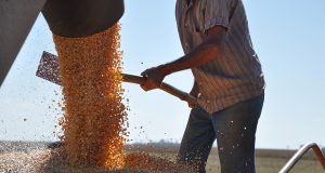 Açúcar natural diminui efeitos da seca na cultura do milho