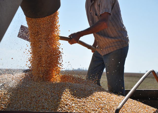 Açúcar natural diminui efeitos da seca na cultura do milho