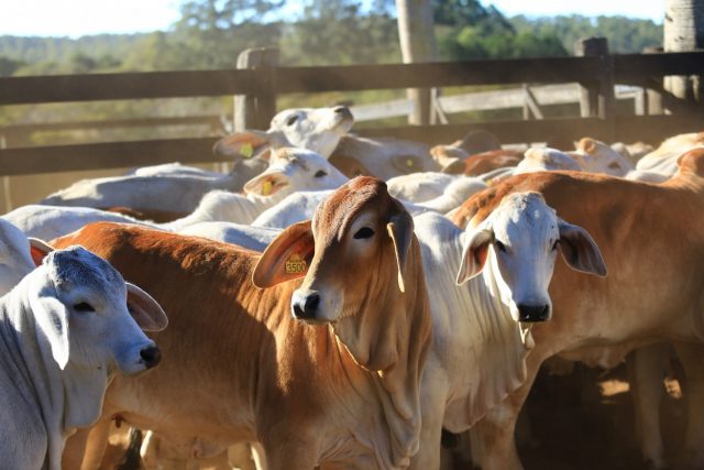Animais Brahman na Prova BBB Animais Brahman na Prova BBB