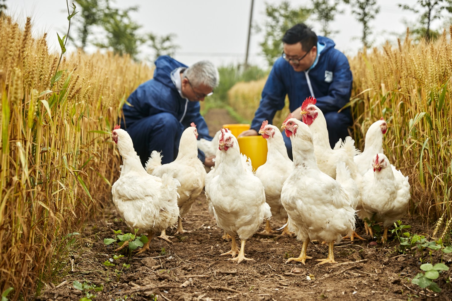 Avanços tecnológicos em vacinas vetorizadas para aves podem ajudar no tratamento de doenças complexas em humanos