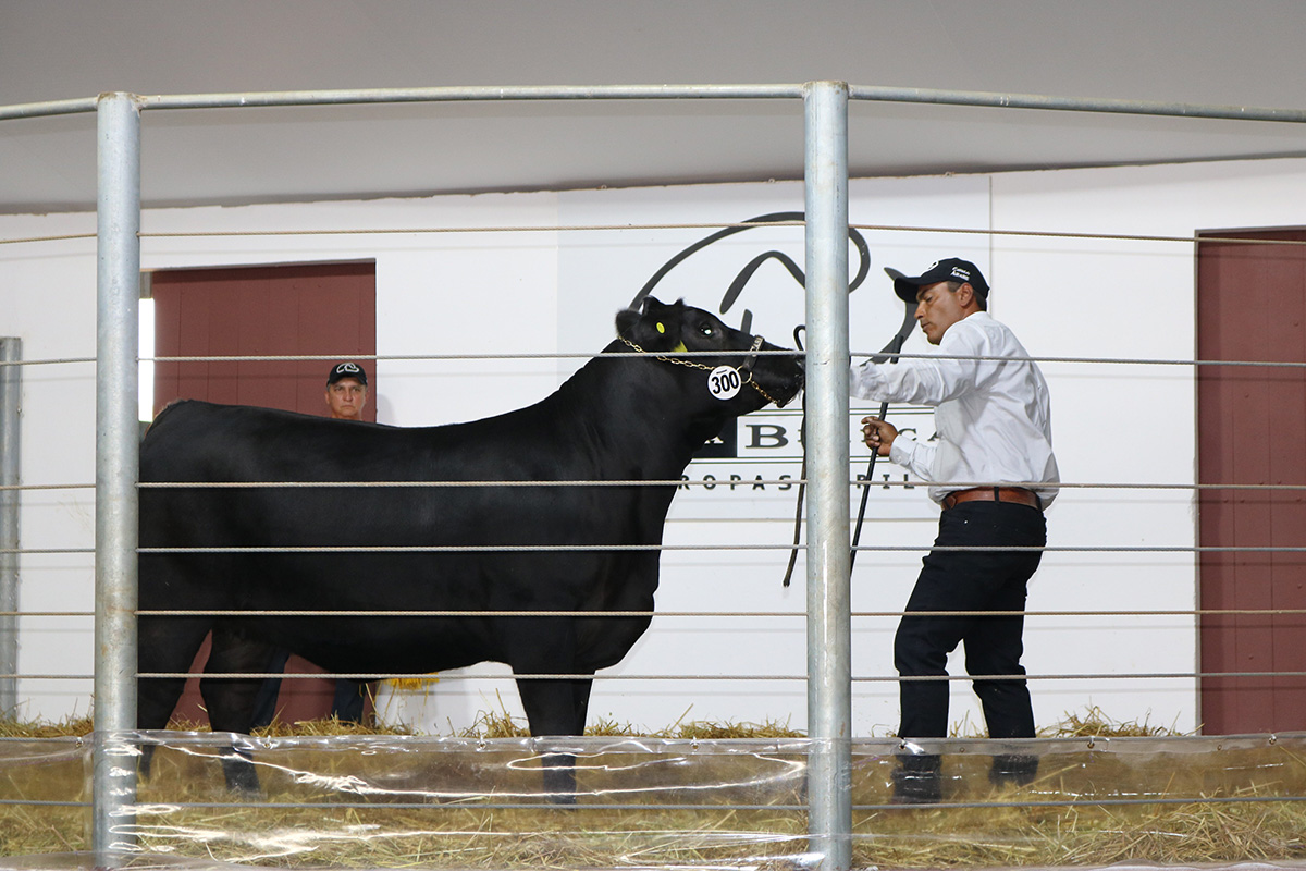 Casa-Branca-coloca-a-venda-180-reprodutores-e-femeas-Angus-e-Brahman-selecionados-em-4-de-setembro-foto-divulgacao