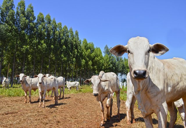 Circuito Pecuário Famasul apresentará projeto ABC Cerrado em Camapuã