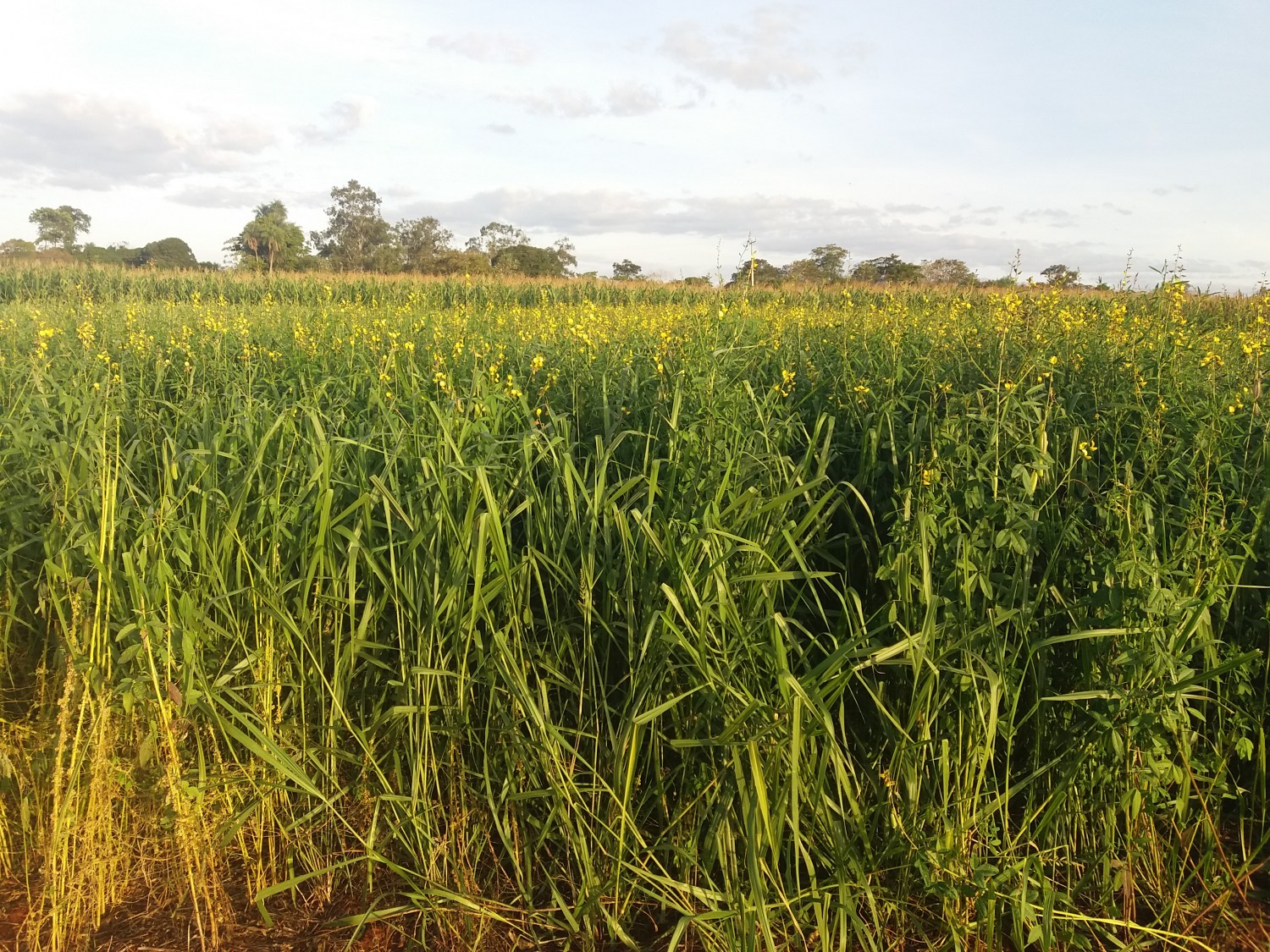 Coberturas vegetais podem reduzir nematoides e aumentar os níveis de potássio no solo