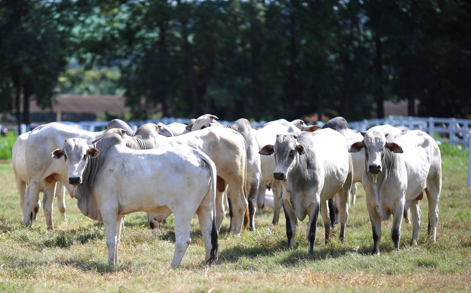 Dia de campo campo na Fazenda Santa Brígida, sobre integração lavoura pecuária floresta 1