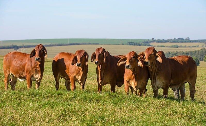 Fazenda Terra Verde - Nelore e Brahman vermelho PO