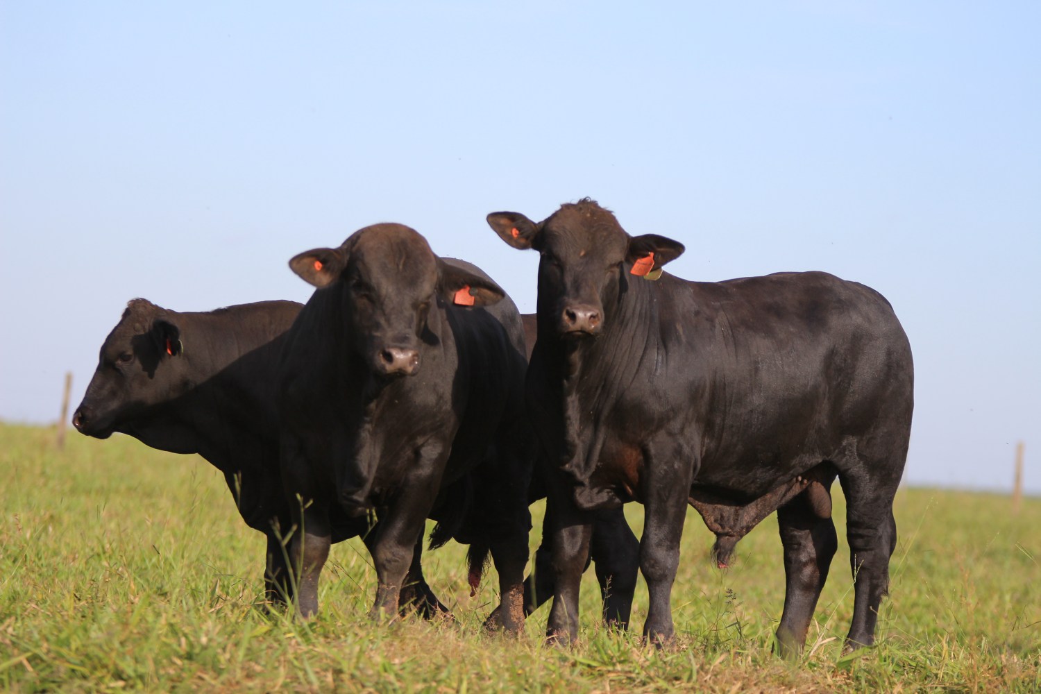 Leilões terão transmissão do Lance Rural