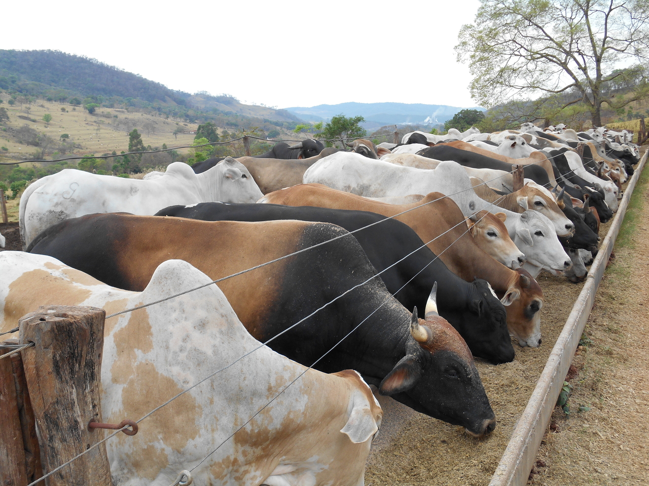 Alta do milho: quais alternativas para otimizar o uso na nutrição animal?