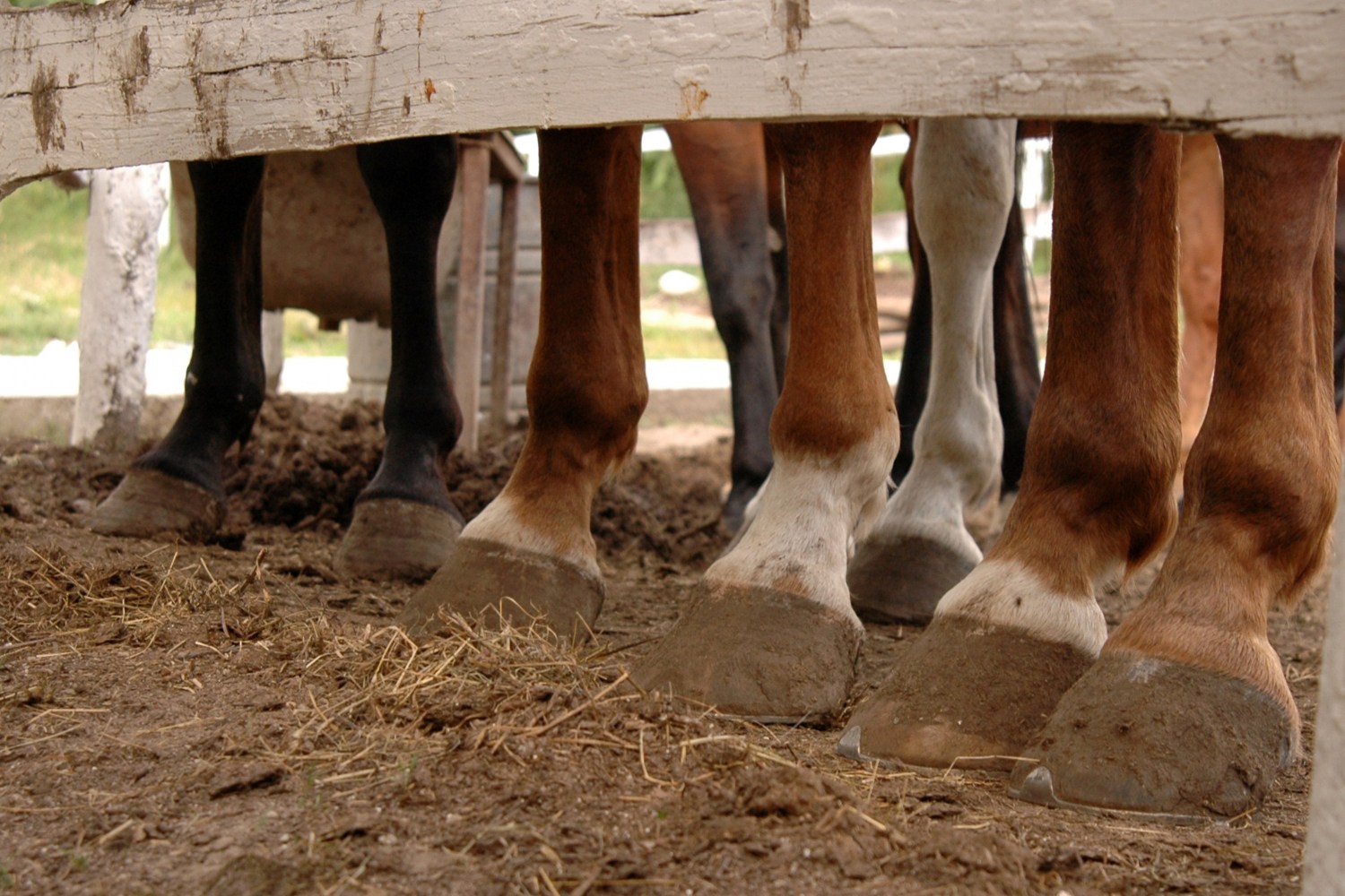 Laminite atinge cerca de 20% dos equinos. Entenda os sintomas e tratamentos