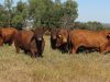 Montana-5-criatorios-unem-se-para-ofertar-touros-de-alta-qualidade-genetica-no-Megaleilao-Virtual-Montana-2021