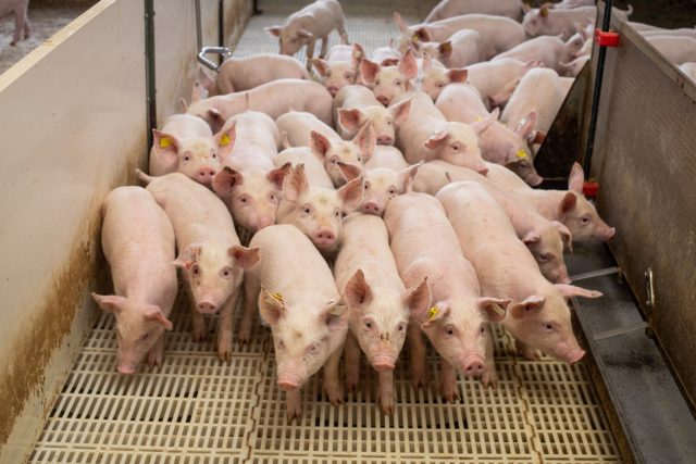 SANPHAR-granja-de-suinos-Peste-Suina-Africana-na-Republica-Dominicana-preocupa-Brasil-Biosseguridade-e-chave-para-contencao-do-virus-alerta-especialista-da-SANPHAR-Saude-Animal SANPHAR-granja-de-suinos-Peste-Suina-Africana-na-Republica-Dominicana-preocupa-Brasil-Biosseguridade-e-chave-para-contencao-do-virus-alerta-especialista-da-SANPHAR-Saude-Animal