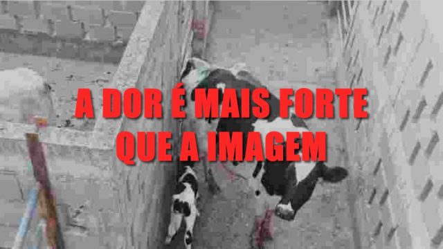 ABATE DE VACAS PRENHEZ