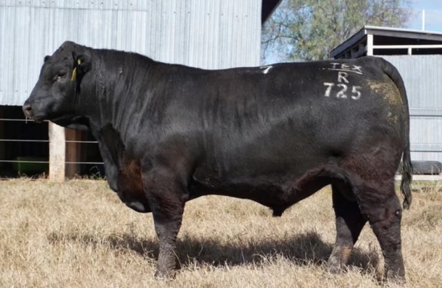 A venda do Texas Iceman R725 estabeleceu um novo recorde nacional. (Fornecido: Struan Pearce)