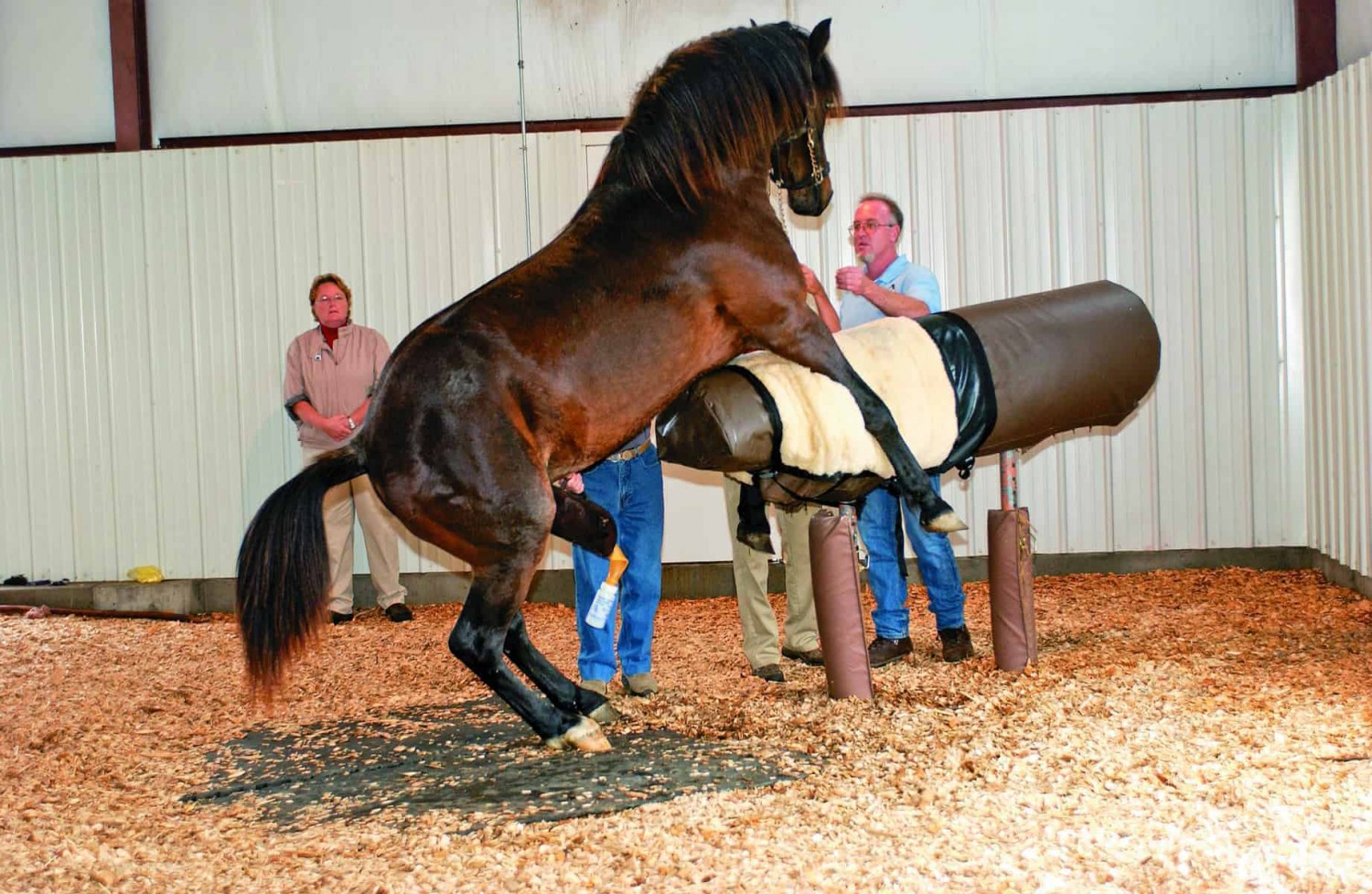 Quero ver vídeos de cavalo