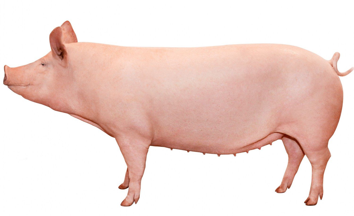 TN70-Topigs-Norsvin - melhor porca do mundo