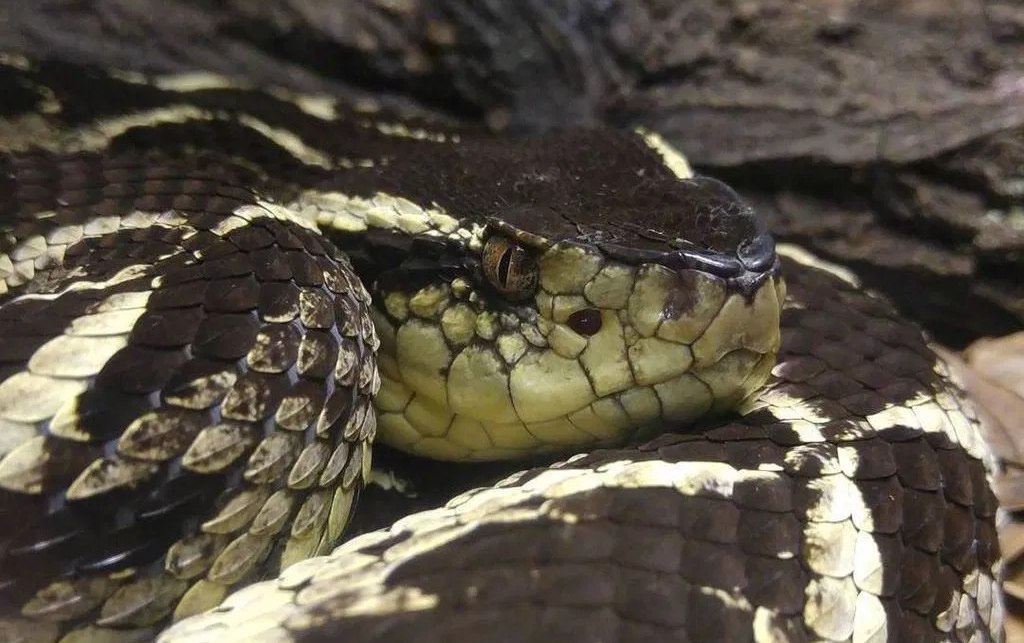 Temida Jararacuçu - cobra