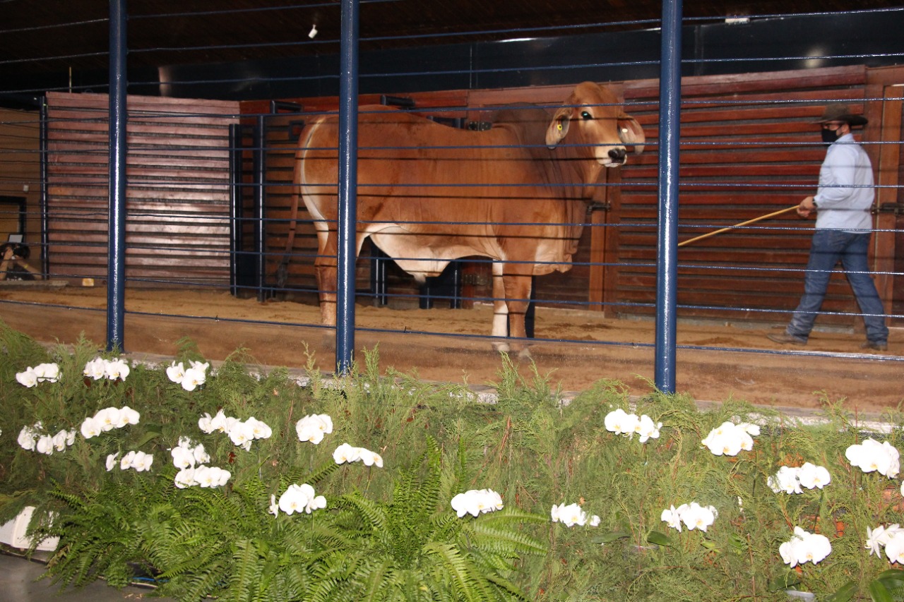 Touro Brahman vermelho MR TERRA VERDE 1575 finalista do Pnat 2021