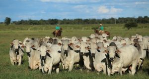 Agropecuária Jacarezinho impressiona com a oferta de 1021 touros