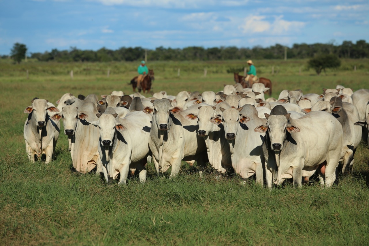 Agropecuária Jacarezinho impressiona com a oferta de 1021 touros