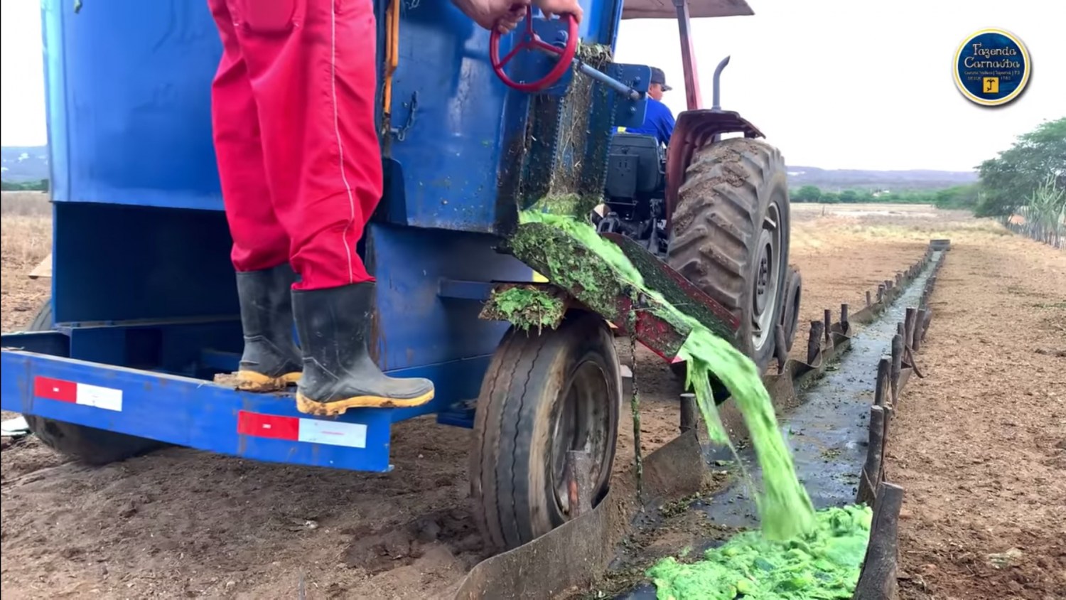 alimentando o gado com palma forrageira - vagao forrageiro