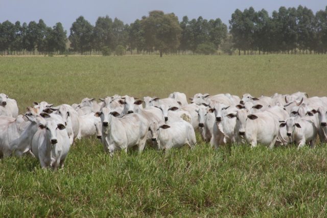ANCP lança Sumário de Touros das raças Nelore, Guzerá, Brahman e Tabapuã ANCP lança Sumário de Touros das raças Nelore, Guzerá, Brahman e Tabapuã