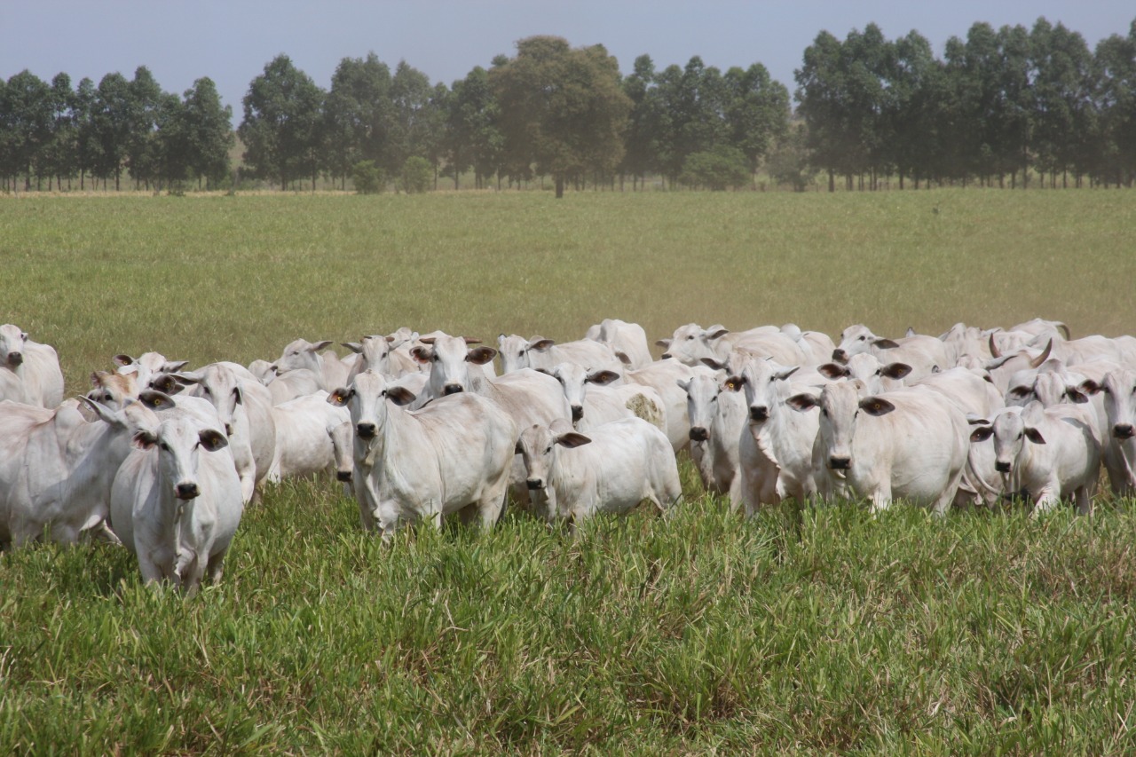 ANCP lança Sumário de Touros das raças Nelore, Guzerá, Brahman e Tabapuã