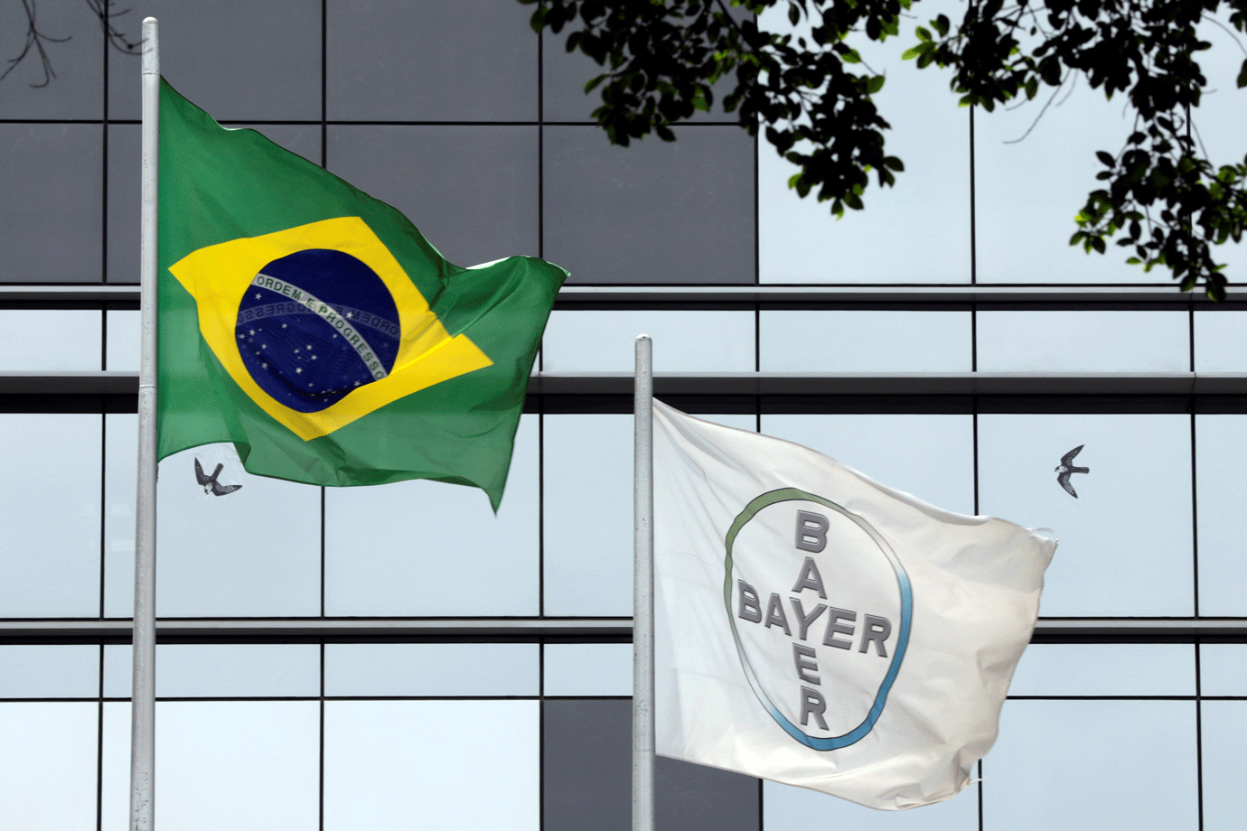 bayer monsanto no brasil