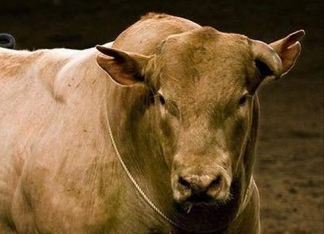 bodacious - touro mais violento do mundo