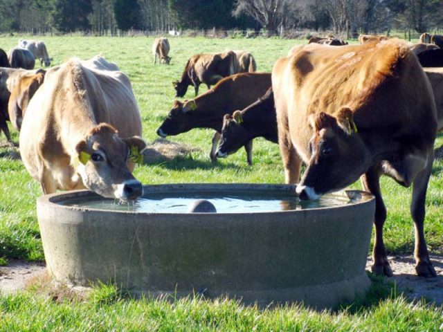 bovino-agua-copy