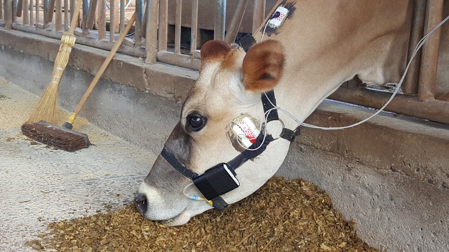 Chamado de “cabresto eletrônico” equipamento permite controlar alimentação de bovinos e transmite em tempo real informações sobre bem-estar dos animais