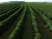 Manejo biológico favorece a produção de café especiais e certificados