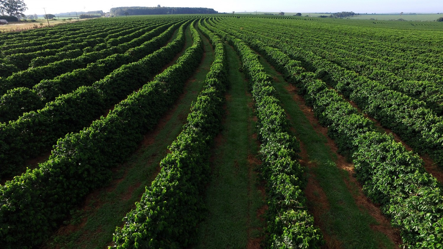 Manejo biológico favorece a produção de café especiais e certificados