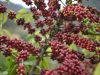 Manejo biológico favorece a produção de café especiais e certificados