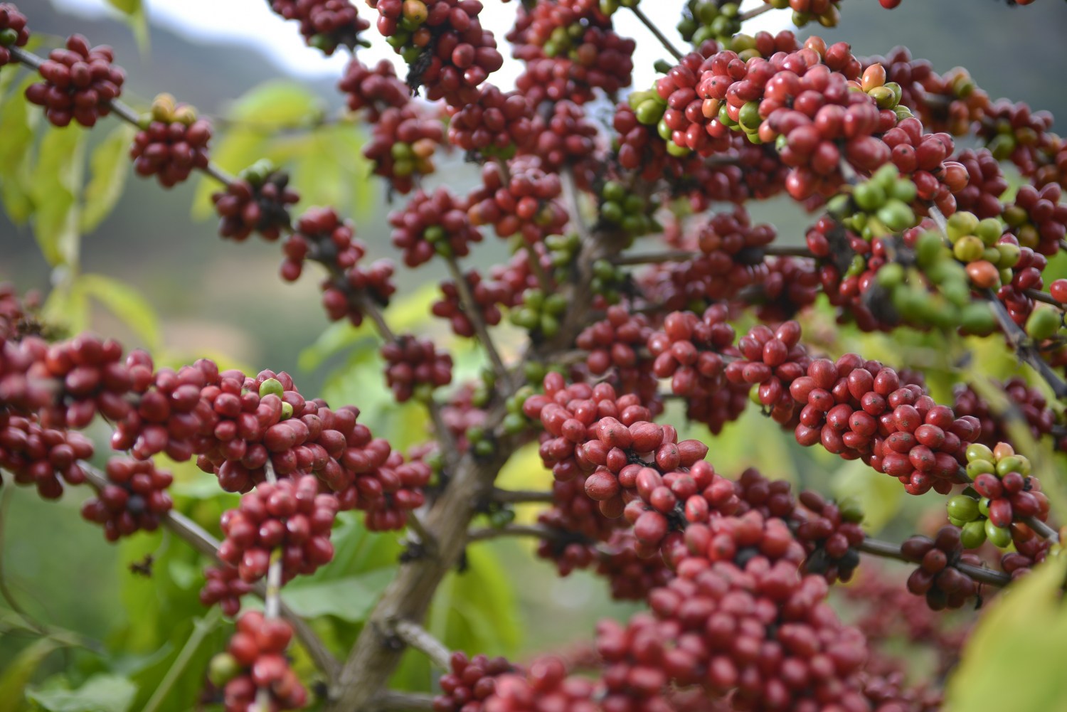 Manejo biológico favorece a produção de café especiais e certificados