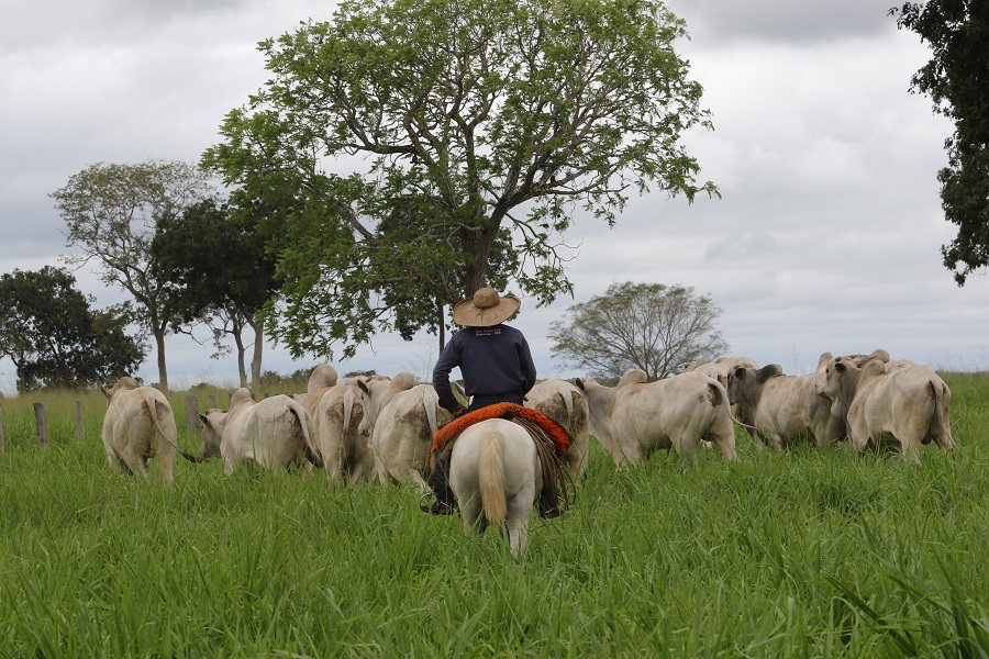 Cavalo Pantaneiro - Raça se adaptou ao Pantanal - MS Por Favor