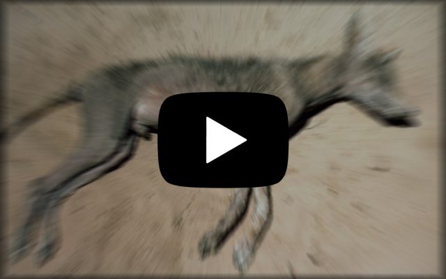 chupacabra