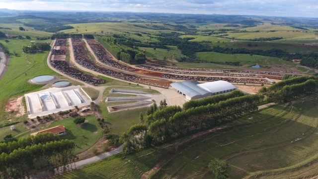 confinamento-cidade-do-boi-fazendas-bergamini-riversul-sp