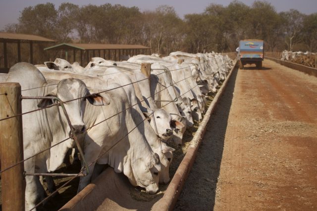 confinamento gado nelore no iz de sertaozinho 2 confinamento gado nelore no iz de sertaozinho