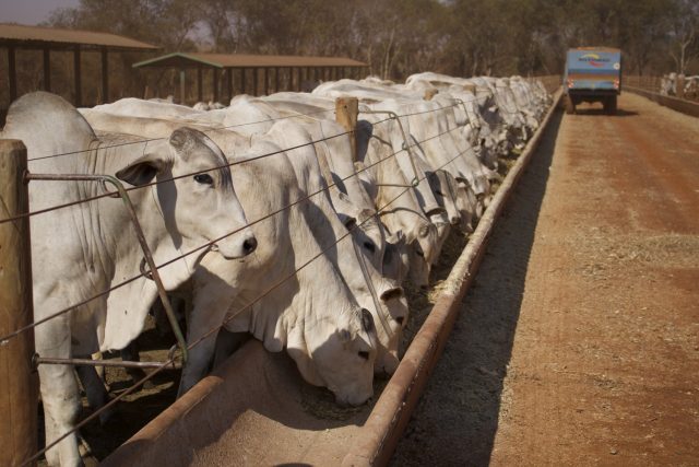 confinamento gado nelore no iz de sertaozinho 3 confinamento gado nelore no iz de sertaozinho