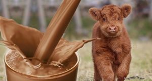 estudo aponta que norte-americanos acham que vaca marrom da leite achocolatado