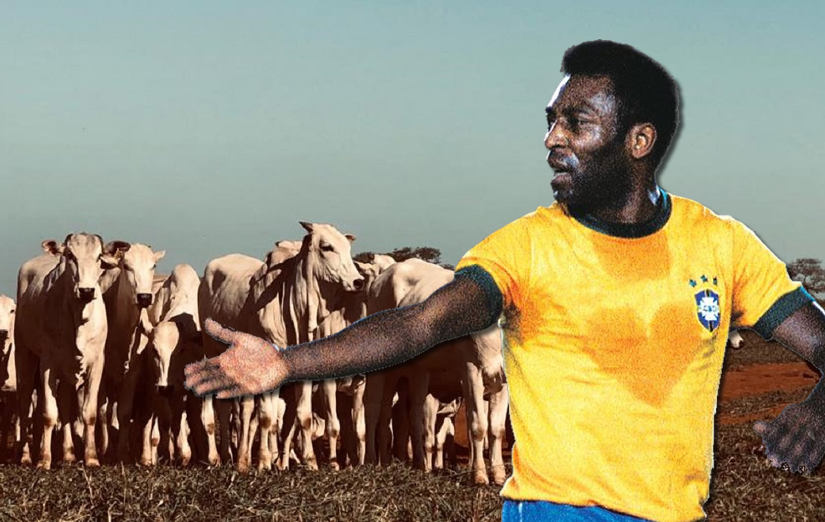 Pelé, melhor jogador do mundo, também foi Rei do Agro - CompreRural