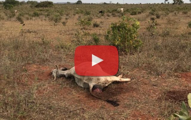 gado abandonado para morrer de fome