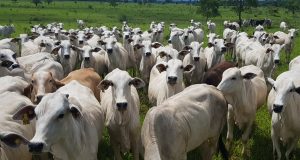 novilhada no pasto em mato grosso do sul