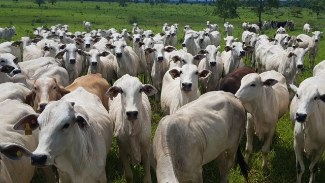 novilhada no pasto em mato grosso do sul novilhada no pasto em mato grosso do sul