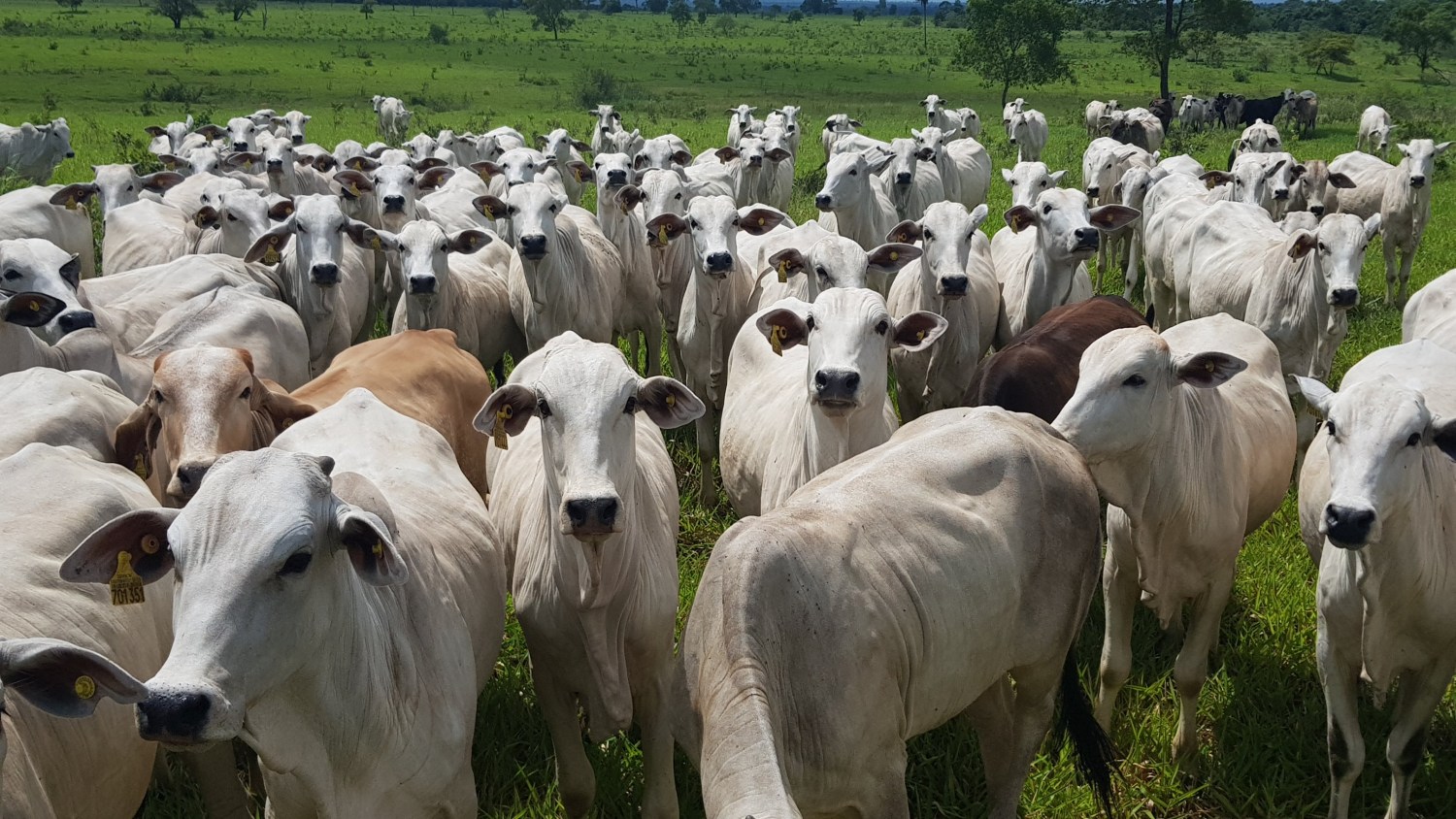 novilhada no pasto em mato grosso do sul