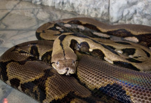 Cobra mortal 'explode' ao engolir vaca inteira