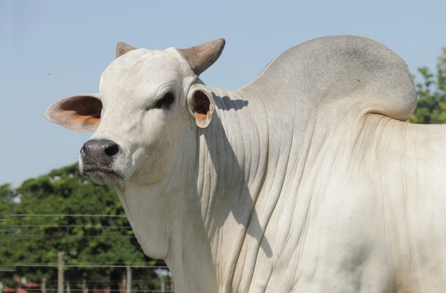 quarup da bonsucesso - touro nelore - foto alta genetics quarup da bonsucesso - touro nelore - foto alta genetics