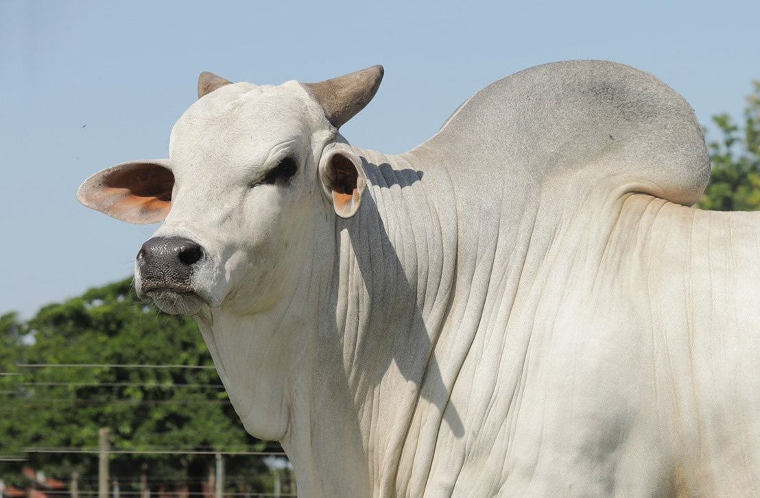 quarup da bonsucesso - touro nelore - foto alta genetics