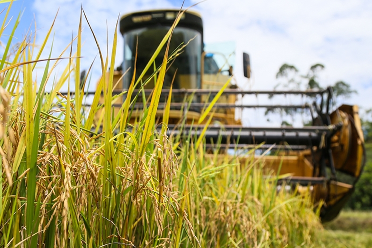 rizicultura-arrozal-arroz-colheita-safra-em-2