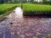 sistema de aquaponia com peixes e plantacao de arroz